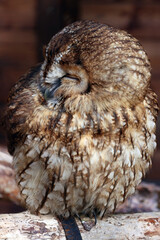 Waldkauz (Strix aluco)