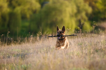 Walking the dog on a nature