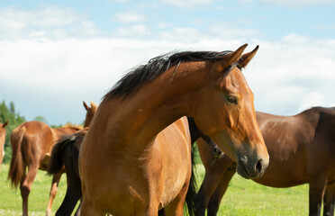 Fototapeta premium portrait of beautiful bay young mare posing freely at pasture around herd. sunny summer day
