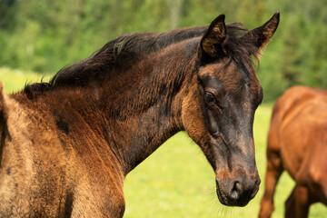 portrait of beautiful black  foal posing freely at pasture.  sunny summer day