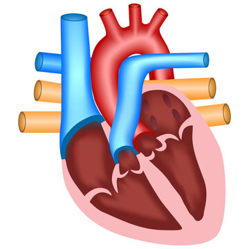 Chambers and Valves of the Heart - Cardio Anatomy - Vector Medical Illustration