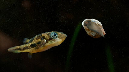Dwarf pea puffer (Carinotetraodon travancoricus) female investigating and hunting bladder snail (Physella acuta) on aquarium glass © MB