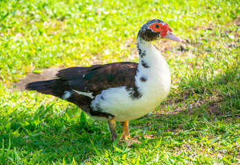 Canard blanc au soleil dans un jardin avec une pelouse verte