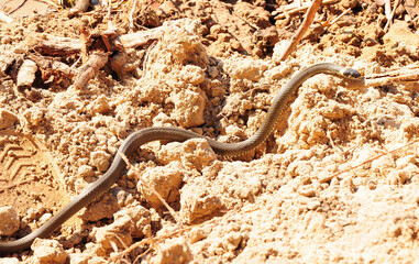 A small young snake crawls across a sandy mound on a sunny summer day.