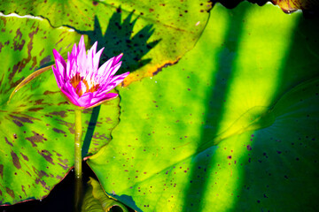 Magnifique fleur nénuphar, lotus rose, violet, fuchsia et feuilles vertes qui flottent à l'ombre...