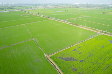 field background, top view landscape, nature
