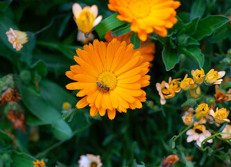 A bee sits on a bright orange marigold flower, focus on the bee, two flowers, close up