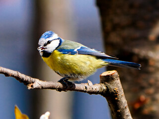 Blaumeise