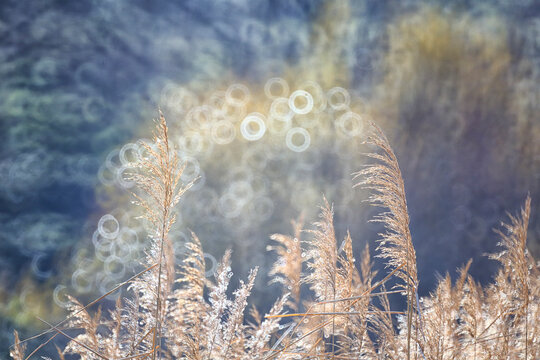 reeds in the willows of Ca&ntilde;amares, Cuenca