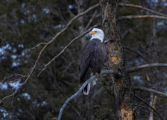 Bald Eagles at Eleven Mile Canyon