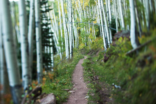 A smooth trail winds through aspen trees in the fall colors.