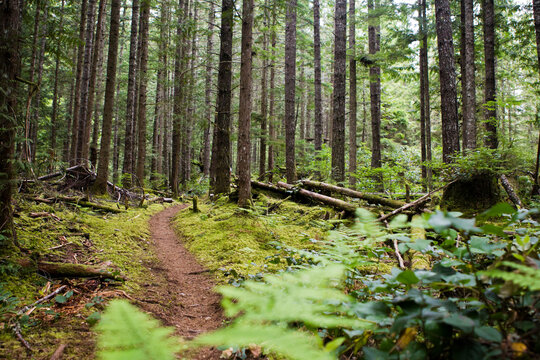 Empty trail, Squamish, BC, Canada