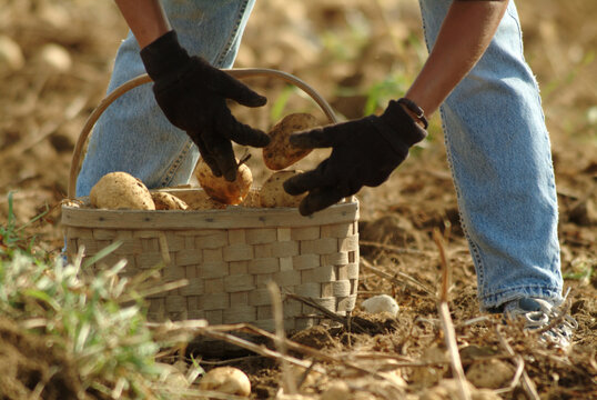 Traditional Potato Harvest