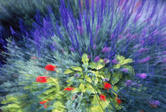 Garden of Flowers