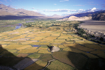 barley fields Ladakh India