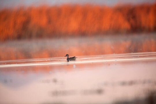 A Blue-winged Teal (Anas discors) swims in shallow marsh waters in northern California's Tule Lake National Wildlife Refuge.