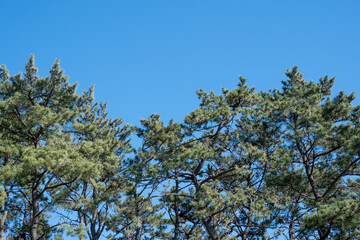 Pine trees with blue sky in Korea.