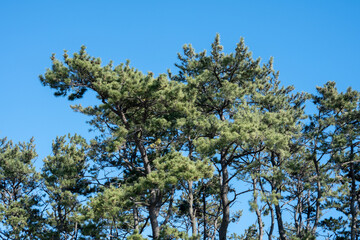 Pine trees with blue sky in Korea.