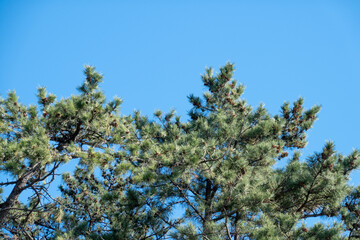 Pine trees with blue sky in Korea.