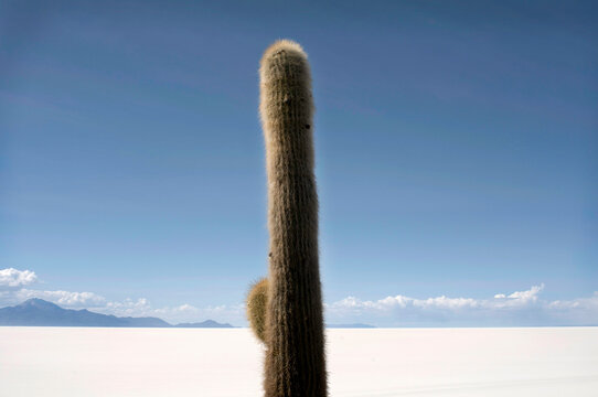 A cactus on the Isla del Pescado in Bolivia's Salar de Uyuni.