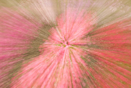 A multiple exposure image on flowers in Fort Collins, Colorado.