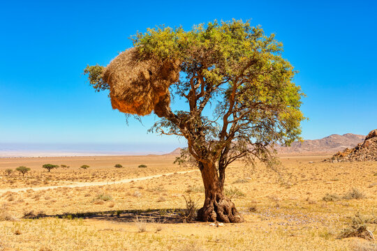 Social Weaver nest in a tree canopy, Aus, Namibia, Africa