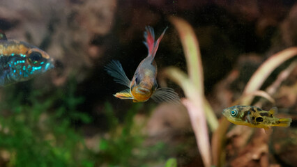 Female dwarf cichlid (Apistogramma agasizzii) 