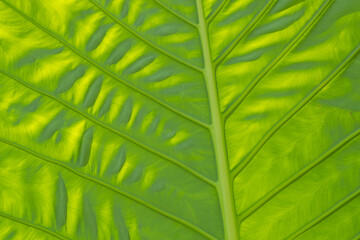 green leaves wall background, wedding backdrop