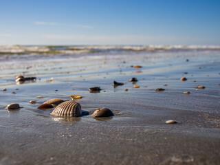 Fototapeta na wymiar Closeup of shells on a beach at the sea with blue sky and waves.