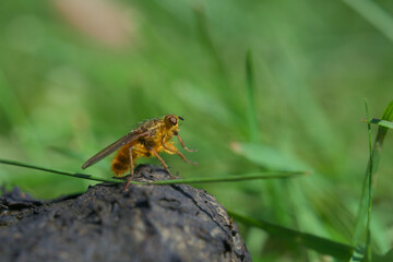 Yellow golden dung fly, Scathophaga stercoraria, resting on sheep dung