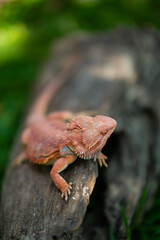 bearded dragon on ground with blur background