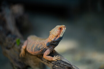 bearded dragon on ground with blur background
