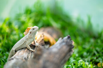 bearded dragon on ground with blur background