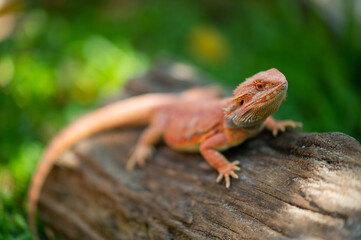 bearded dragon on ground with blur background