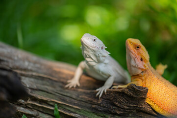 bearded dragon on ground with blur background