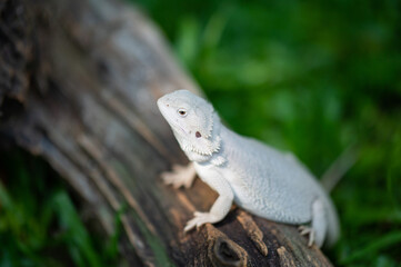 bearded dragon on ground with blur background