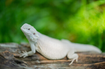 bearded dragon on ground with blur background
