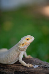bearded dragon on ground with blur background