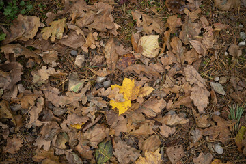 a bunch of leaves on the ground with a yellow leaf on the ground next to it and a green leaf in the...