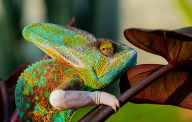 chameleon with blur background, predator