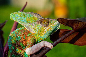 chameleon with blur background, predator