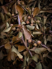 Velvet oak leaves and acorns in the fall