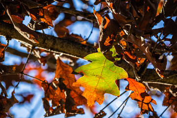 The sunlight passing through autumn leaves against a blue sky