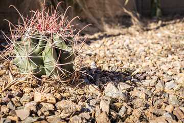 A close up of a small baby barrow cactus