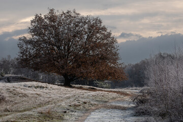 Winter forest with frost on the trees and the ground and fog in the air