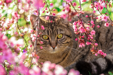 Cat portrait in pink flowers. Pet with yellow eyes with blooming branches. 