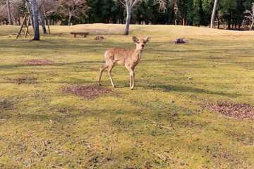 奈良公園の鹿【日本:奈良】
