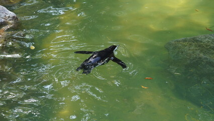 Naklejka premium JackassPenguin|AfricanPenguin|Spheniscus demersus|斑嘴環企鵝|南非企鵝