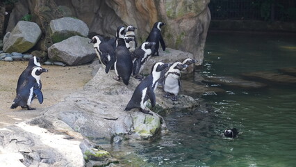 JackassPenguin|AfricanPenguin|Spheniscus demersus|斑嘴環企鵝|南非企鵝