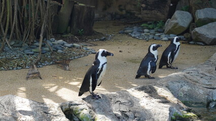 JackassPenguin|AfricanPenguin|Spheniscus demersus|斑嘴環企鵝|南非企鵝